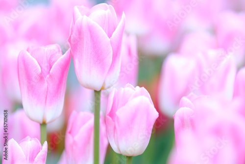 pink tulips in full blooming