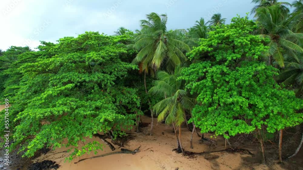 Circling around the forest at a beach at Sao Tome,Africa Circling around the forest at a beach at Sao Tome,Africa