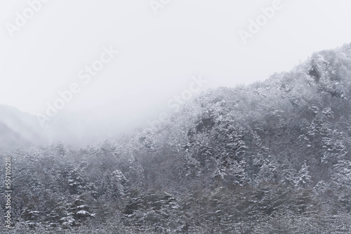 吹雪の日に撮影した、山の木々に雪が積もった写真
