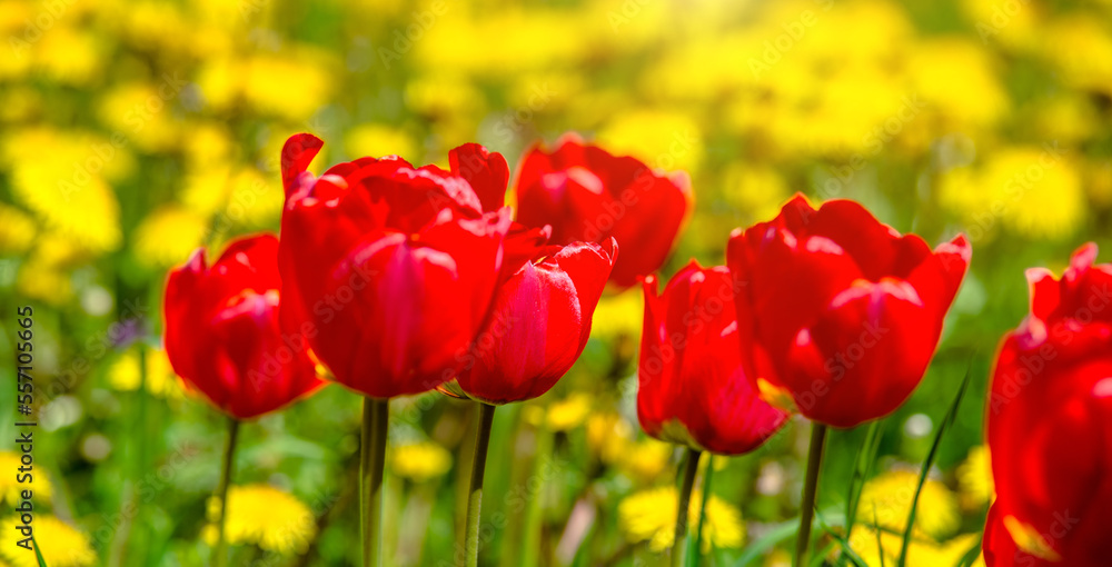 red tulips bloom on a green natural background
red tulips bloom on a green natural background
