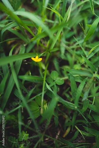 atmosphere in a small garden with flowering grass