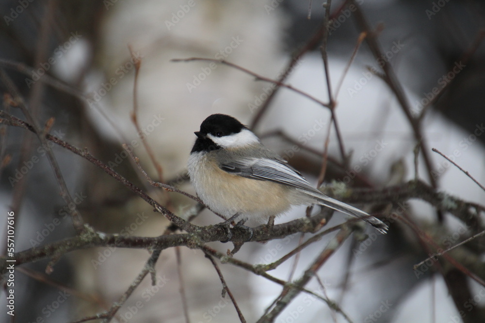 Obraz premium Bird Resting On Branch, Whitemud Park, Edmonton, Alberta