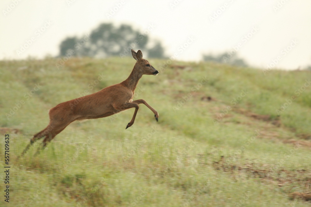 jumping roe deer jumping roe deer