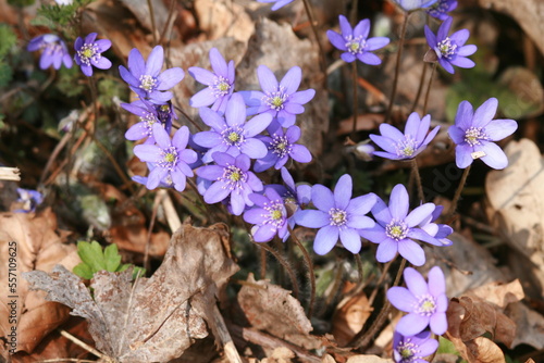 flowers in spring, hepatica nobilis