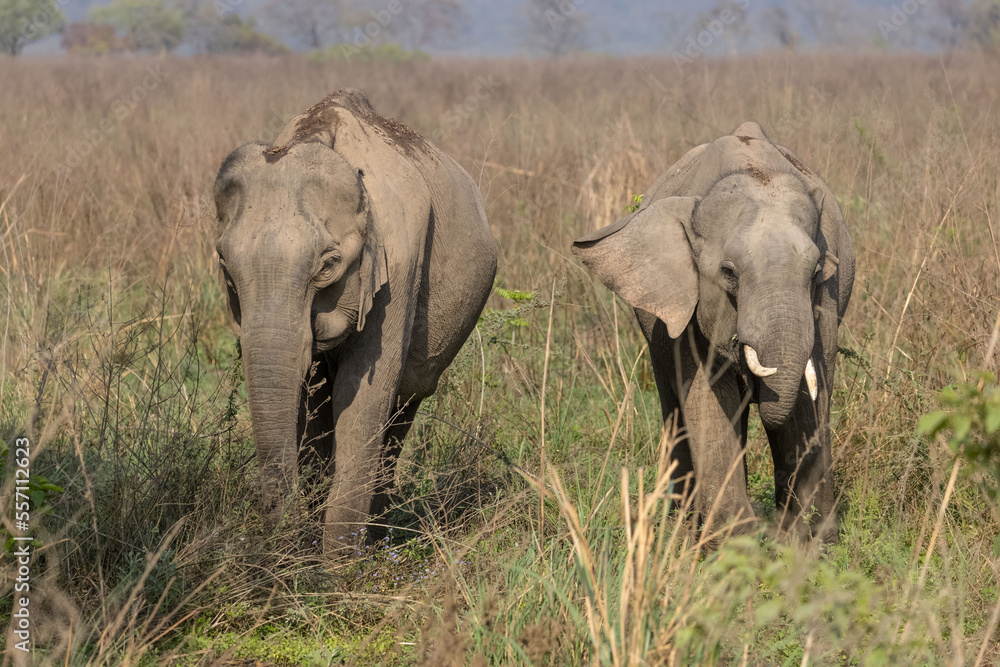 Obraz premium Indian elephant (Elephas maximus indicus) or tusker in the jungle of Jim corbett national park, India.