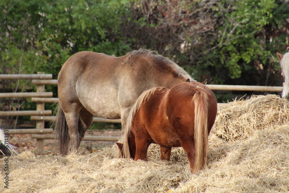 Fototapeta premium horse and foal in a field