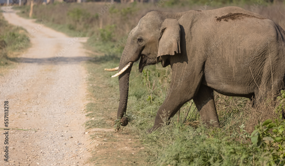 Fototapeta premium Indian elephant (Elephas maximus indicus) or tusker in the jungle of Jim corbett national park, India.