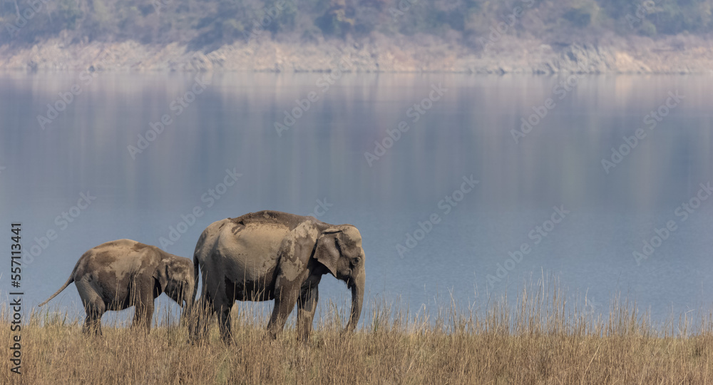 Fototapeta premium Indian elephant (Elephas maximus indicus) or tusker in the jungle of Jim corbett national park, India.