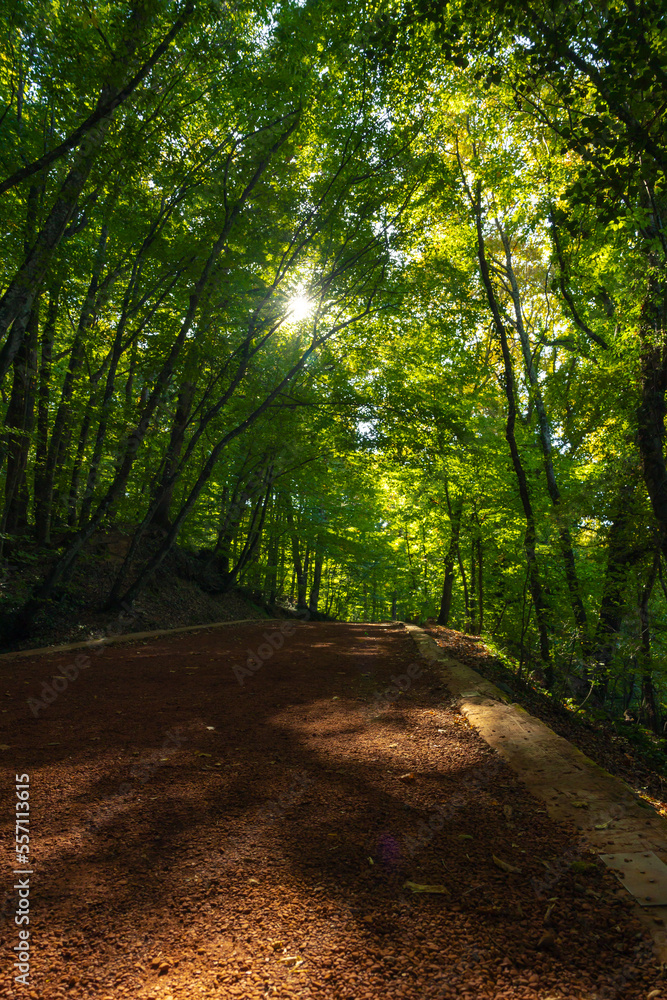 Fototapeta premium Jogging trail in the forest vertical photo. Healthy lifestyle concept