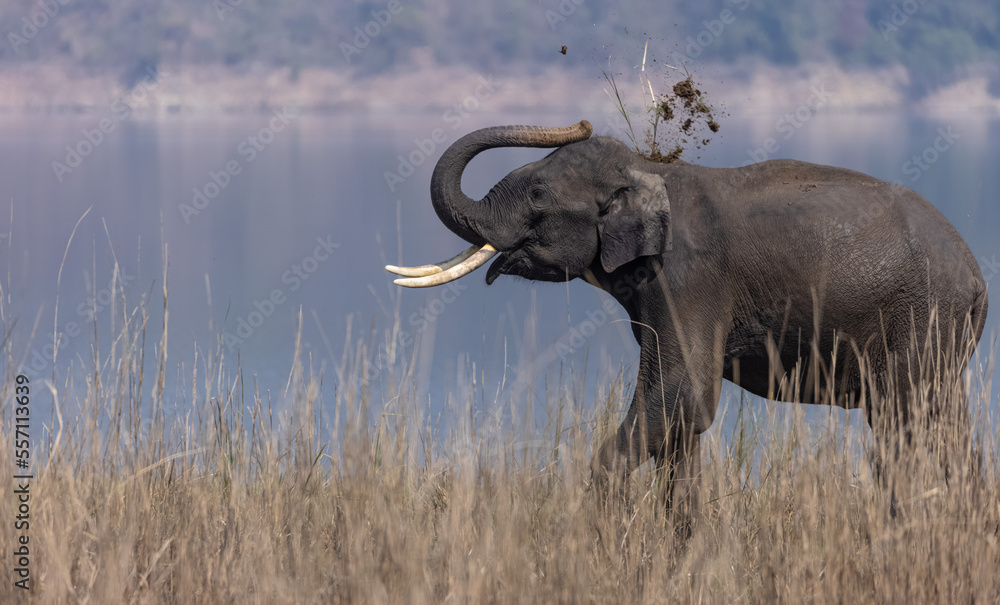 Obraz premium Indian elephant (Elephas maximus indicus) or tusker in the jungle of Jim corbett national park, India.