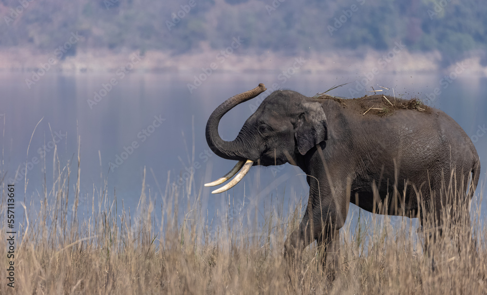 Obraz premium Indian elephant (Elephas maximus indicus) or tusker in the jungle of Jim corbett national park, India.