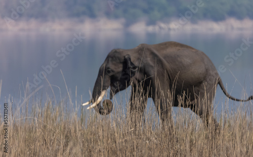 Indian elephant  Elephas maximus indicus  or tusker in the jungle of Jim corbett national park  India.