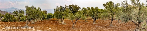 حقل الزيتون المبارك- بلدة برما- الاردن - Bless field of olives in Burma mountains- Jordan