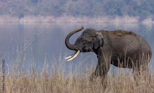 Indian elephant  Elephas maximus indicus  or tusker in the jungle of Jim corbett national park  India.