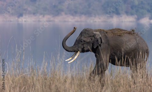 Indian elephant (Elephas maximus indicus) or tusker in the jungle of Jim corbett national park, India. © Abhishek Mittal