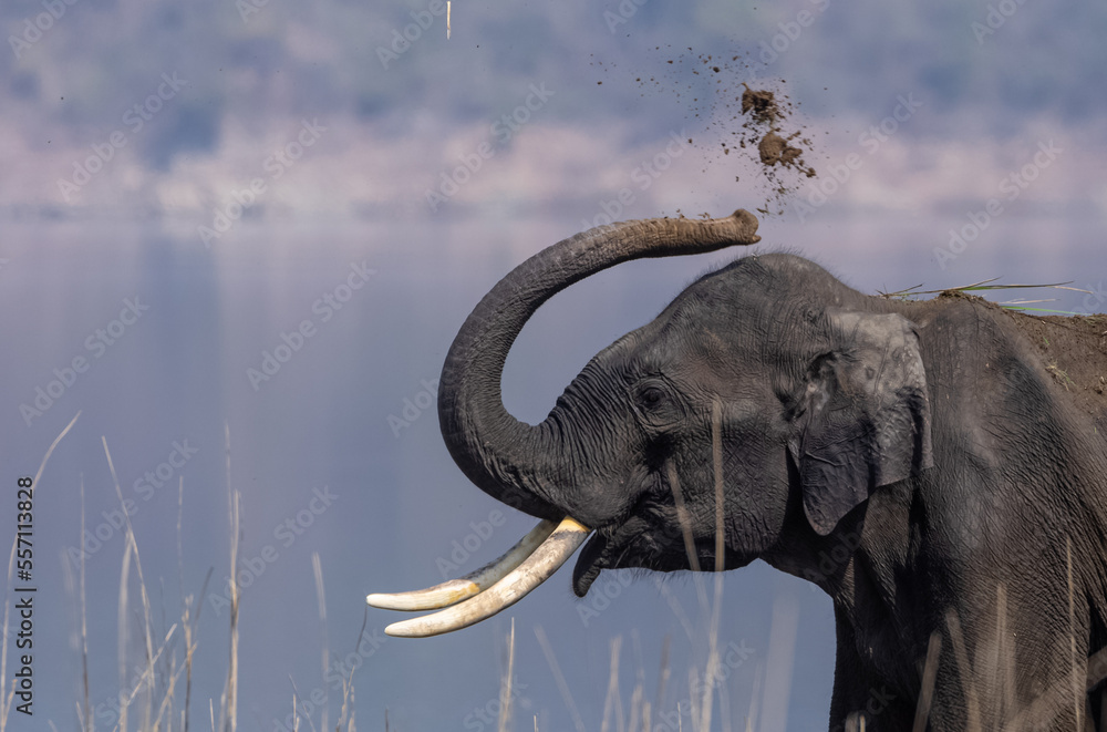 Obraz premium Indian elephant (Elephas maximus indicus) or tusker in the jungle of Jim corbett national park, India.