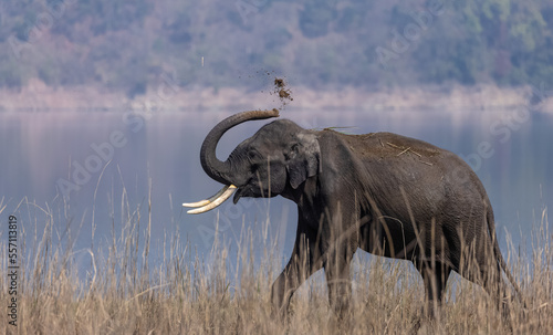 Indian elephant  Elephas maximus indicus  or tusker in the jungle of Jim corbett national park  India.