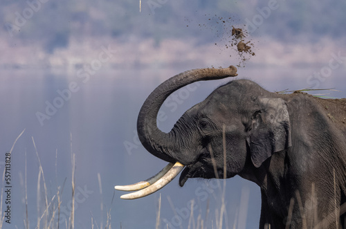 Indian elephant  Elephas maximus indicus  or tusker in the jungle of Jim corbett national park  India.