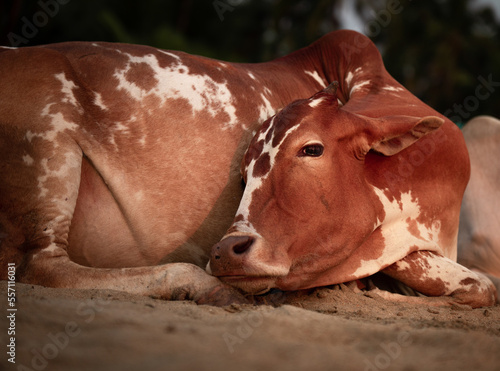 A brown cow resting on a beach during the evening golden hour