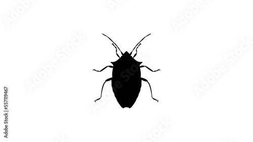 Spined Green Stink Bug silhouette, high quality vector photo