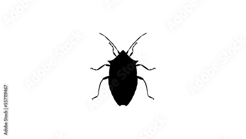 Spined Green Stink Bug silhouette, high quality vector