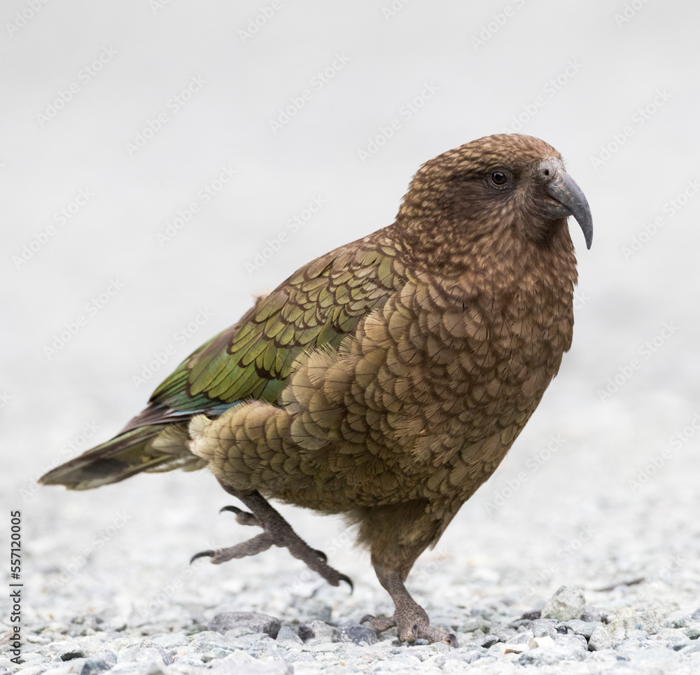 Obraz premium Kea, Nestor notabilis