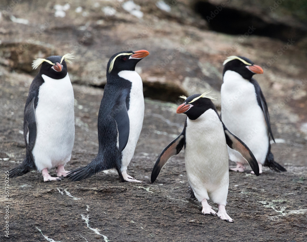 Obraz premium Snares Penguin, Eudyptes robustus