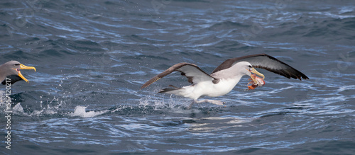 Salvin's Albatross, Thalassarche salvini photo