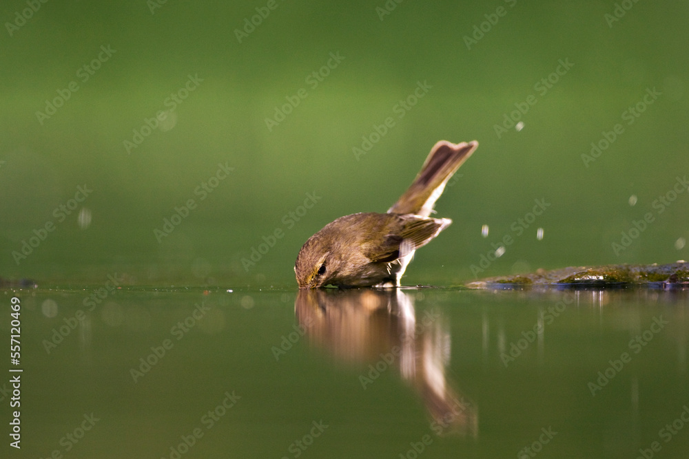 Fototapeta premium Tjiftjaf, Common Chiffchaff, Phylloscopus collybita