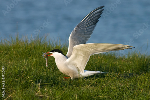 Visdief, Common Tern, Sterna hirundo photo