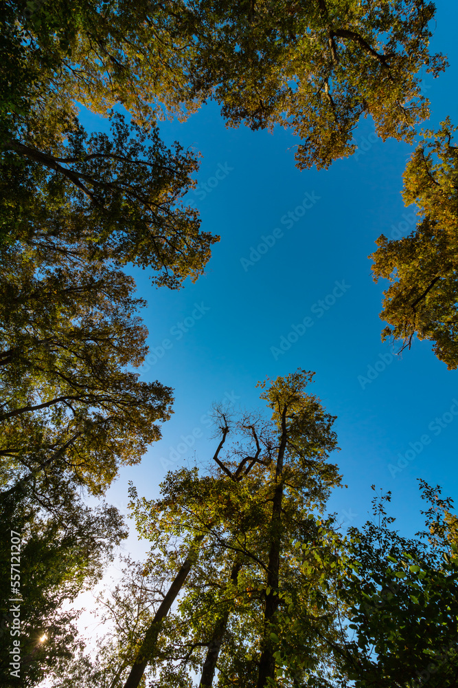 Fototapeta premium Tall trees and blue sky. Nature background photo from below
