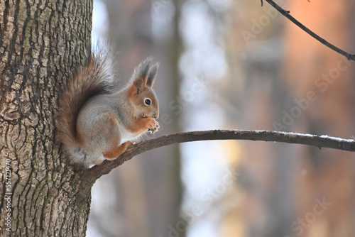 A red squirrel eating nuts on a tree © Людмила Колядицкая