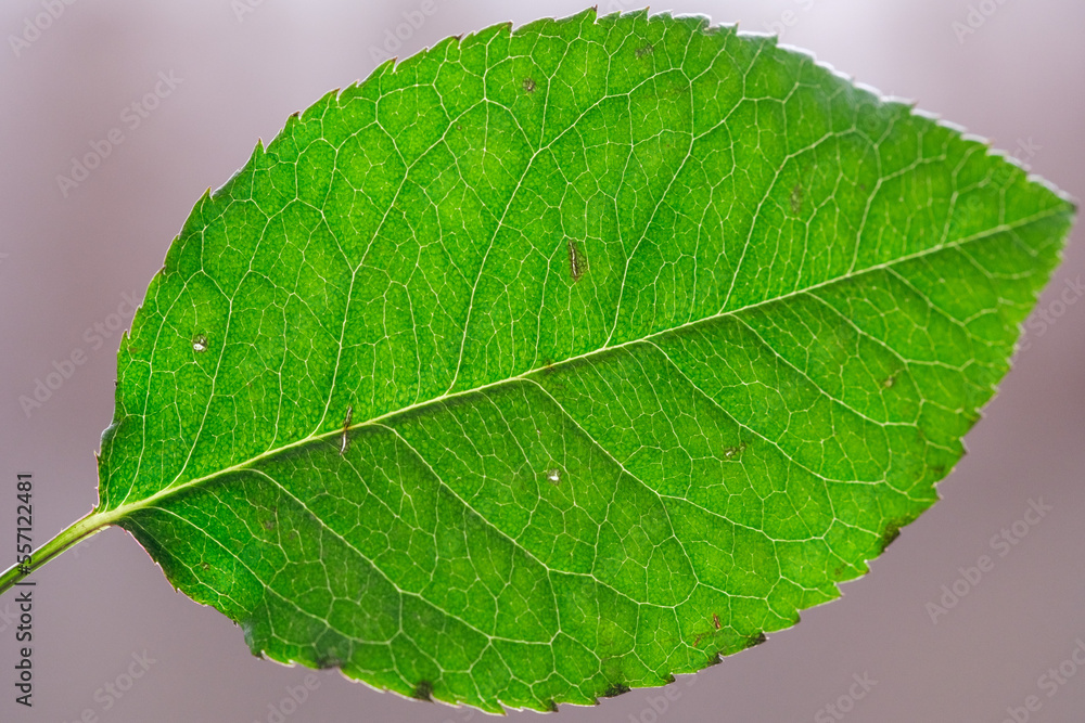 Obraz premium 葉脈、バラの葉っぱ