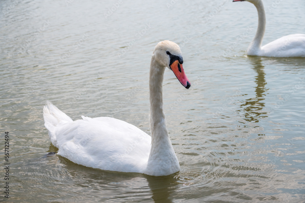 Graceful white Swan swimming in the lake, swans in the wild. Portrait of a white swan swimming on a lake. Graceful white Swan swimming in the lake, swans in the wild. Portrait of a white swan swimming on a lake.
