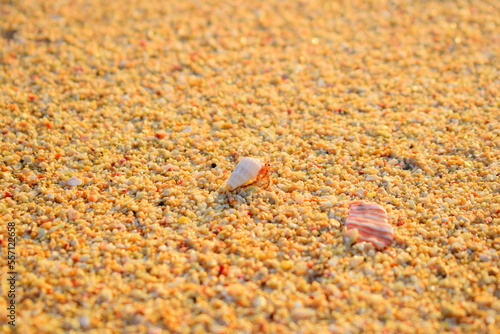 A hermit crab walking hard on the sandy beach