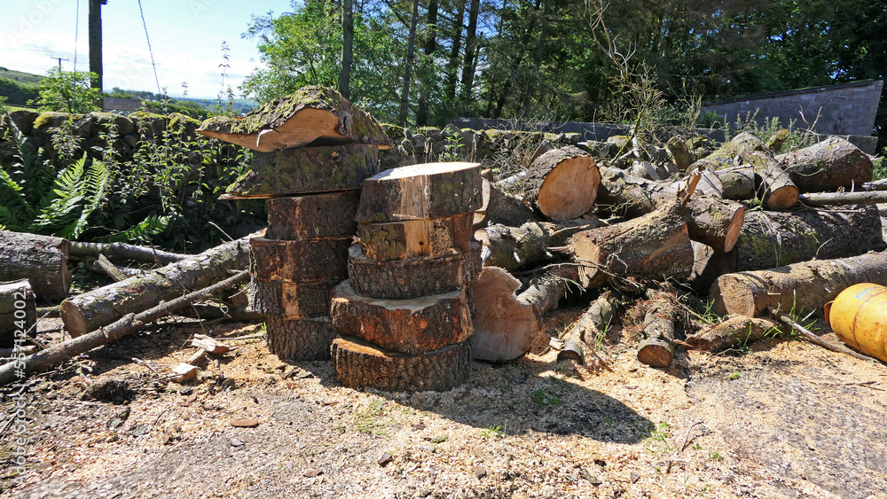 Wood cut from trees in a forest for chopping to make Firewood blocks to produce heat on farmyard
