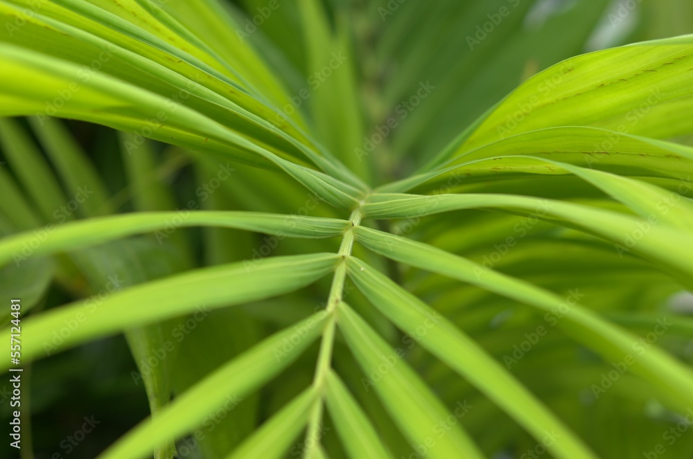 green leaves background
