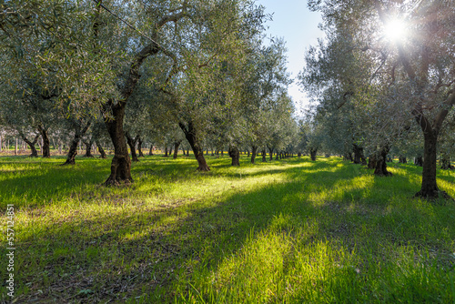 Rural landscape. Olive trees at sunrise in Apulia  Italy  ray of sunshine among branches.
