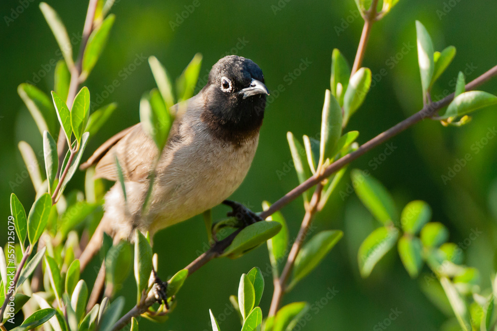 Spectacled Bulbul in Israel Spectacled Bulbul in Israel