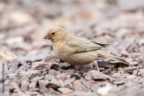 Sinairoodmus, Sinai Rosefinch, Carpodacus synoicus photo