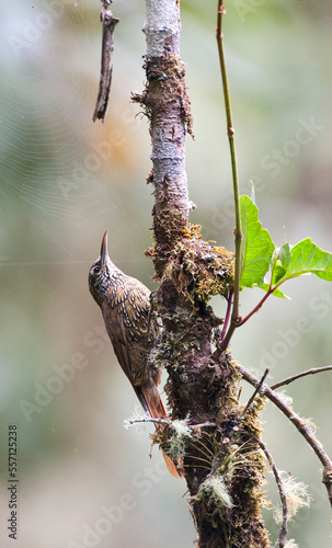 Montane Woodcreeper, Lepidocolaptes lacrymiger photo