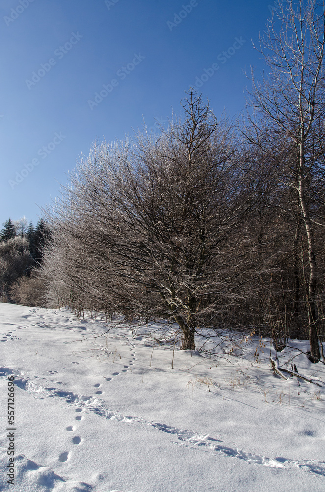 Fototapeta premium Uroki zimy 
