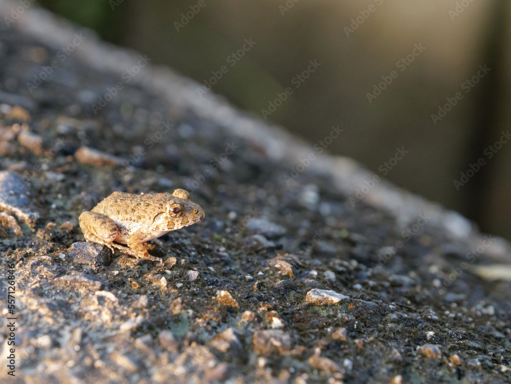Small earth-colored frogs living near rice paddies in a farming village in summer Small earth-colored frogs living near rice paddies in a farming village in summer