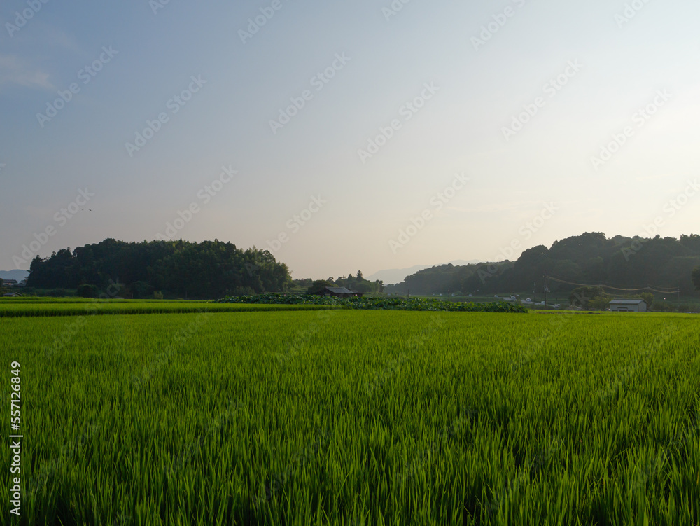 Dusk, paddy field after rain, rice seedlings with water droplets swaying in the wind.	