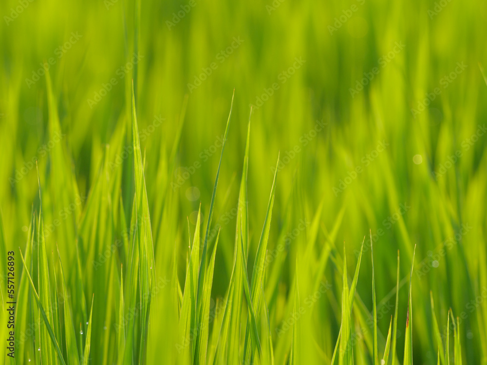 Dusk, paddy field after rain, rice seedlings with water droplets swaying in the wind.	