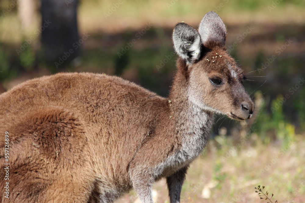 kangaroo in west australia