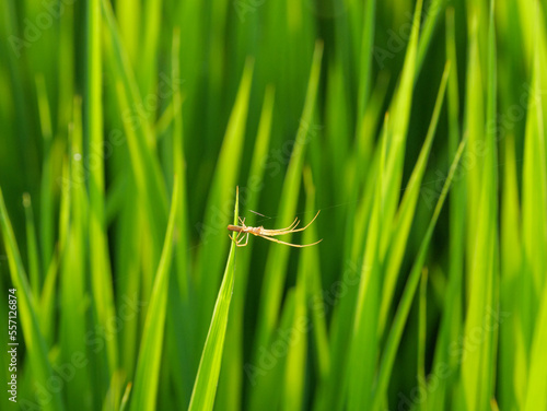 A small spider building a web across rice seedlings in a paddy field at dusk.	