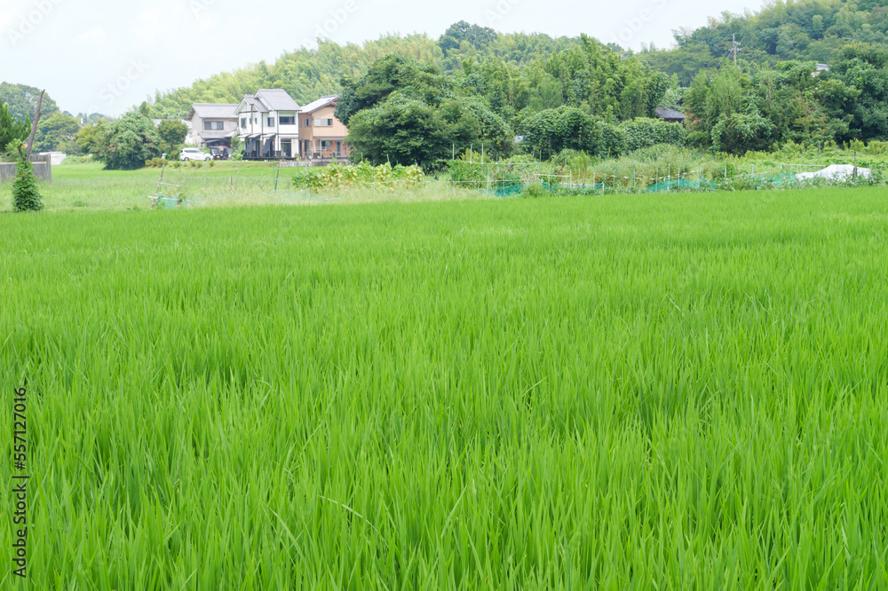 Japan, rural countryside in mid-summer, with large amounts of green growing rice plants in the vicinity.
Japan, rural countryside in mid-summer, with large amounts of green growing rice plants in the vicinity.