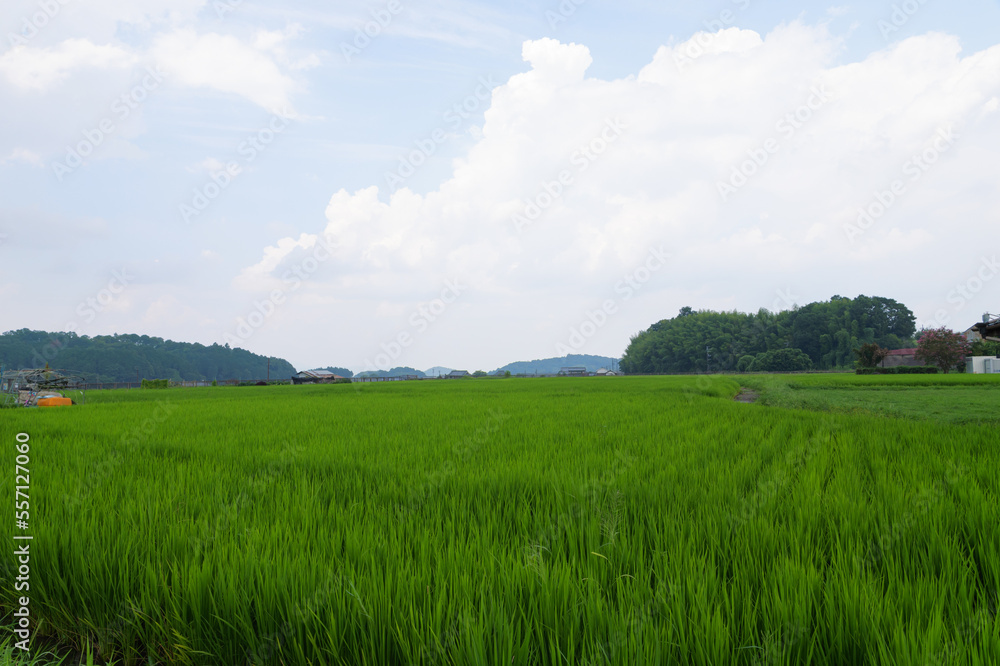 Japan, rural countryside in mid-summer, with large amounts of green growing rice plants in the vicinity.
Japan, rural countryside in mid-summer, with large amounts of green growing rice plants in the vicinity.