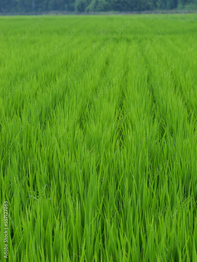 Midsummer rural rice paddies in Japan, beautiful green growing rice plants swaying in the wind.	
